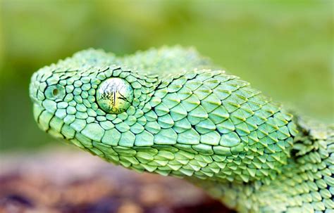 A Close Up Look At The African Bush Viper Rbeamazed