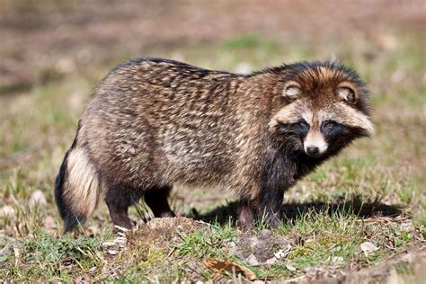 What Is A Raccoon Dog And Did It Really Cause The Covid Pandemic Here
