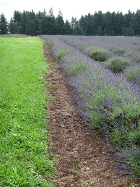 Rolling hills and vistas of mt. Clackamas County Lavender Festival! - Clackamas SWCD