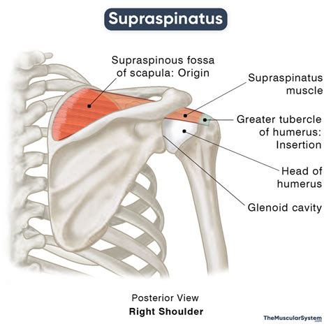 Supraspinatus Origin Insertion Action Innervation And Diagram