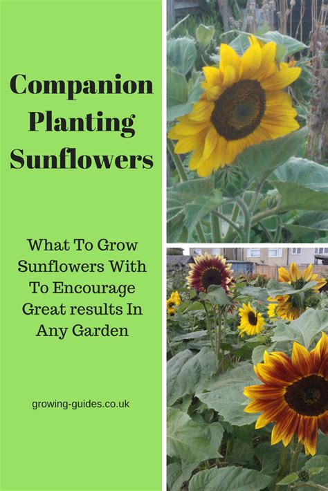 *days to maturity are from planting seed or setting transplants in the garden. Companion Planting Sunflowers | Growing Guides