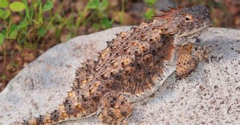 Horned Lizard Animal Facts A Z Animals