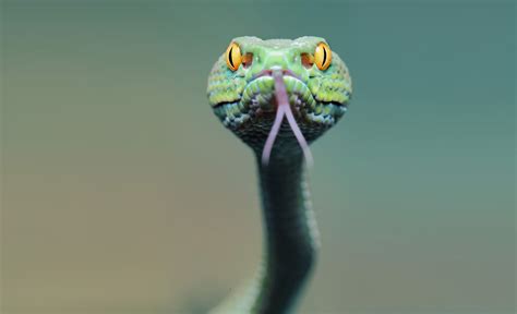 X Snake Face Tongue Wallpaper Coolwallpapers Me