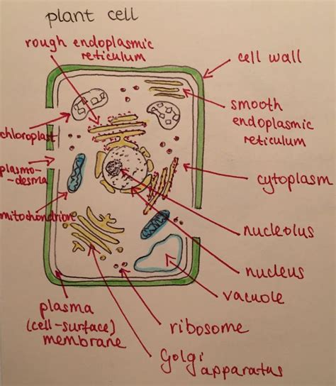 Plant Cell Diagram Cell Diagram Plant Cell Diagram Cell Biology Notes