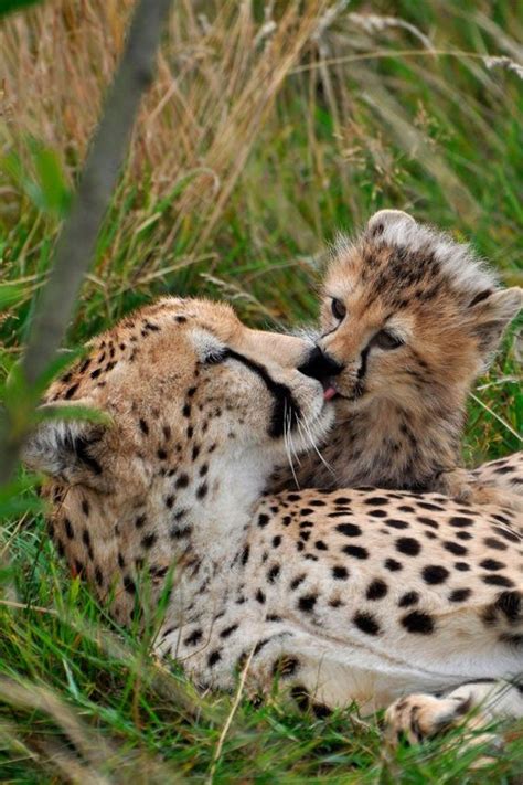 Cheetahs Mother And Baby And Mothers On Pinterest