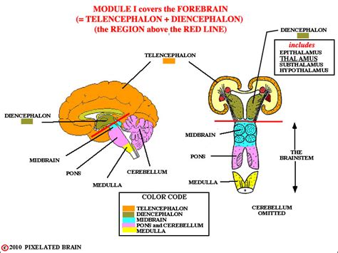 Pixelated Brain Telencephalon Diencephalon Brainstem And Spinal Cord