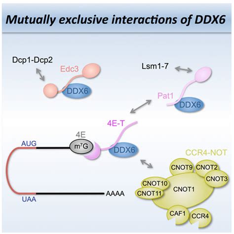 cipsm structure of a human 4e t ddx6 cnot1 complex reveals the different interplay of ddx6