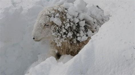Storm Arwen Onecote Farmers Dig Sheep From Snow Bbc News