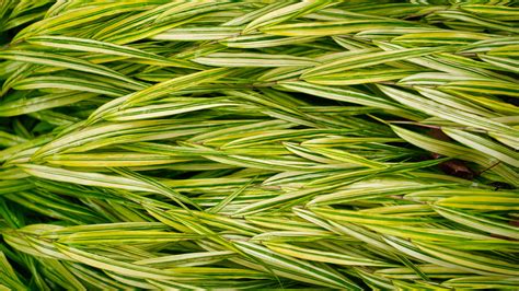 Download Wallpaper 3840x2160 Bush Leaves Stripes Plant Green Macro