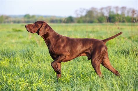 German Shorthaired Pointer Breed Information Guide Photos Traits