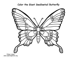 Butterfly Giant Swallowtail Coloring Nature