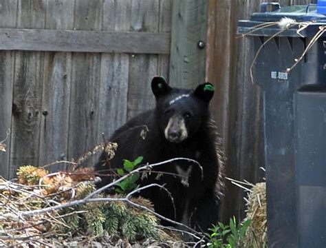 Bear Sighted In West Loveland Neighborhood Loveland Reporter Herald
