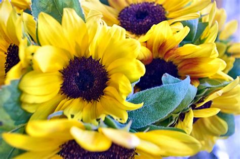 Beautiful Sunflower Background Free Stock Photo Public Domain Pictures