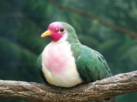 Well you're in luck, because here they come. Jambu Fruit Dove (With images) | Columbus zoo, Columbus ...