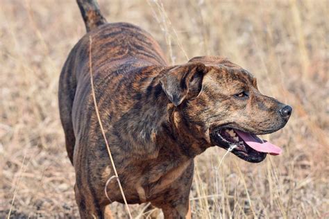 Mountain Cur Dog Breed Information And Characteristics