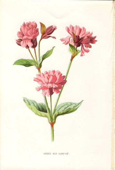 Vintage Floral Botanical Prints Maybe You Would Like To Learn More