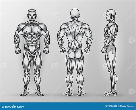 Male Anatomy Side View