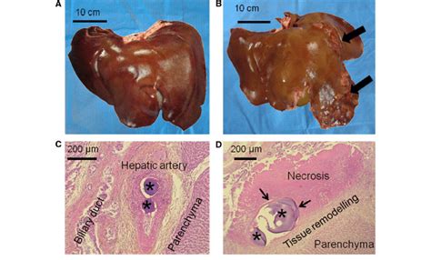 Macroscopic And Microscopic Aspects Of Livers Gross Aspect Of Pig