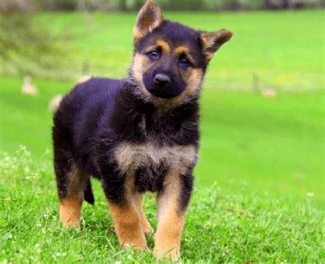 Puppy Of Miniature Gsd Animales