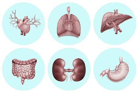 Tissues are layers of similar cells that perform a specific function. Diferentes partes del cuerpo humano. 302205 Vector en Vecteezy