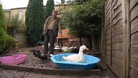 Keeping ducks fenced is a wise option to protect them from most predators. Backyard or Garden Ducks & Water - Allotment Garden TV