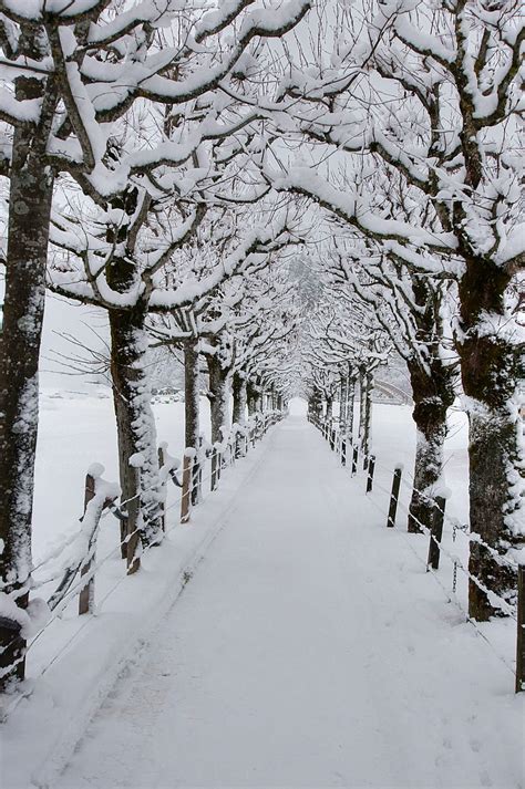 Winter Tree Tunnel By Caroline Pirskanen On 500px Winter Scenery