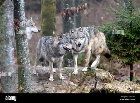 Canis Lupus Canids European Wolf Animal Gray Wolf Predators