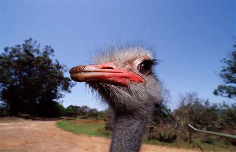 Goofy Photos Of The Common Ostrich Around The World Beaumont Enterprise