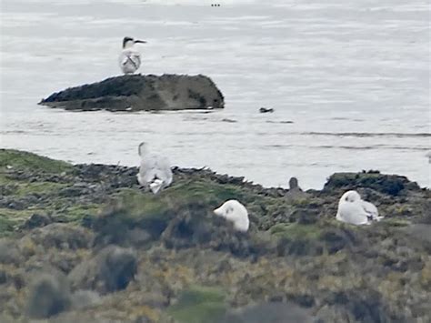 Heysham Bird Observatory Knot Back