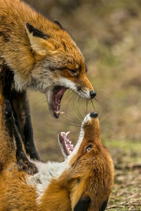 18 Best Fox Fight Images On Pinterest Fox Foxes And Red Fox