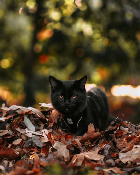 The reason behind the low black cat adoption rate is usually said to be superstition and the idea that. Featuring special cats during Black Cat Awareness Month ...