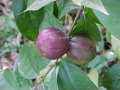 Mums sudah tahu cara menangani anak keseleo? Obat Tradisional Untuk Bengkak Akibat Kesleo / Obat bentuk ...