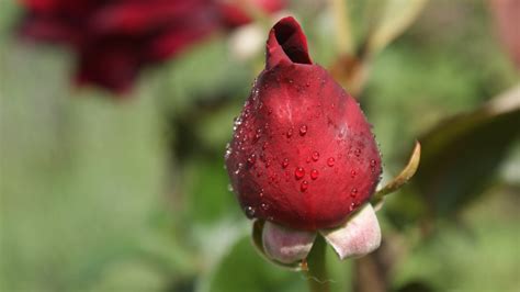 Rosebud Free Photo Download Freeimages