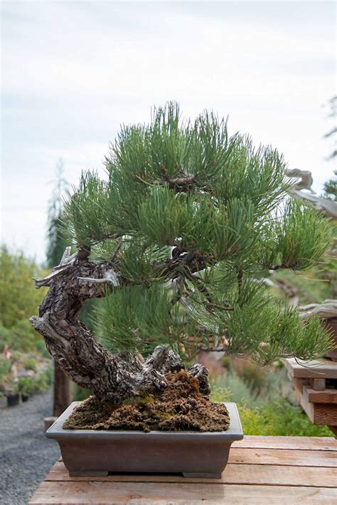 Colorado Bonsai Maximizing Ponderosa Pine Colorado Rocky Mountain