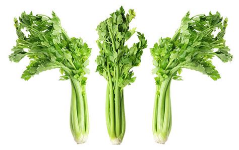 Best Stalk Of Celery Stock Photos Pictures And Royalty Free Images Istock