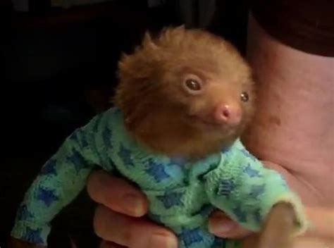 Viral Video Of The Day Tiny Baby Sloth Gets Swaddled In Adorable