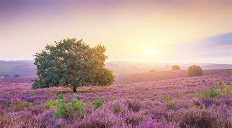 Misty Morning Sun Background Bonito Fog Beauty Glamour Sunrise