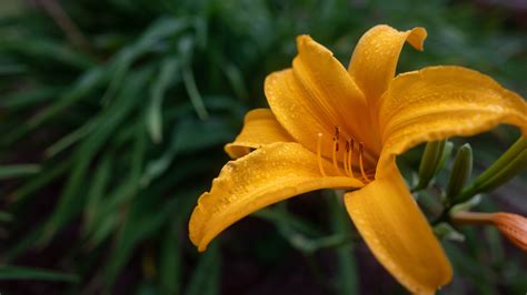 The Best Method For Watering Daylilies