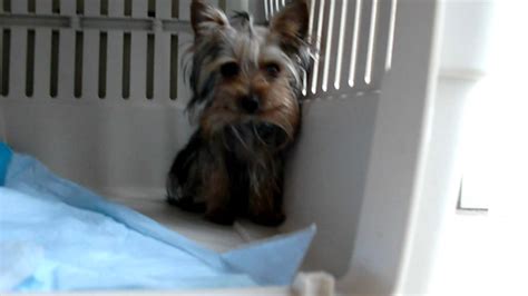 Morkie… that's such a cool name for a dog breed! Morkie Puppy For Sale In Michigan - PetsWall