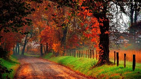 Autumn Countryside Road Fall Autumn Lovely Falling Bonito Trees