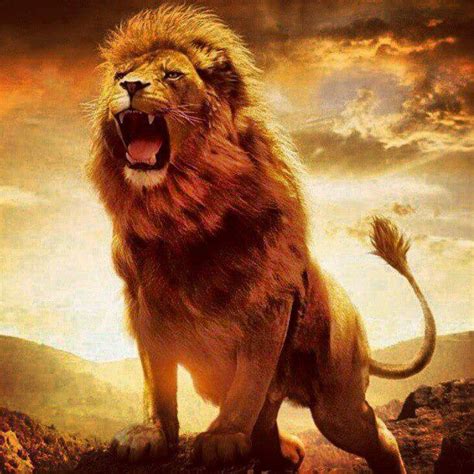 Sacide avcı adlı kullanıcının galatasaray panosundaki pin. Fsanem_Ciimbom on Twitter: "Aslan kükredimi herkez susar ...