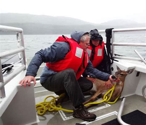 Alaskan Whale Watchers Rescue Deer With Lasso Outdoorhub