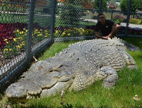 Giant Crocs Saltwater Crocodiles Reptile Gardens