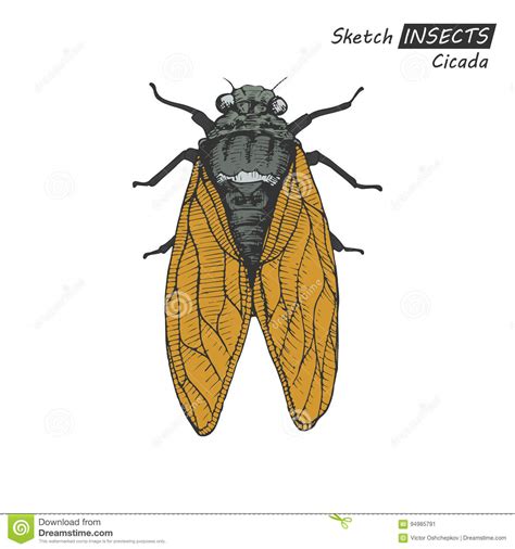 Hand Drawn Cicada Stock Vector Illustration Of Macro 94985791