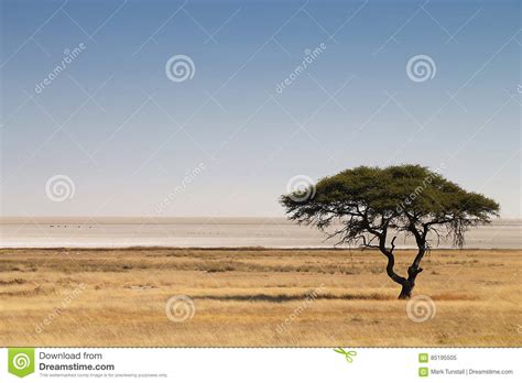 African Savannah Stock Image Image Of Tree Flat Savannah 85195505
