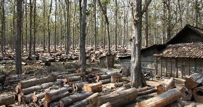 Bekti Kesuma Nandha Pengaturan Hasil Hutan Tanaman Jati Metode Perhutani