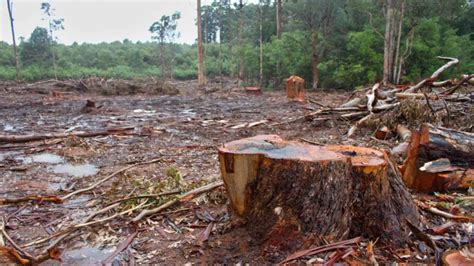 Only 6 Compensation To Repair Destroyed Forests Used
