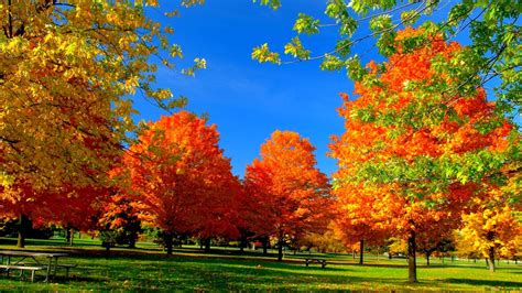 公園で秋の木 Hd壁紙のダウンロード 秋 壁紙