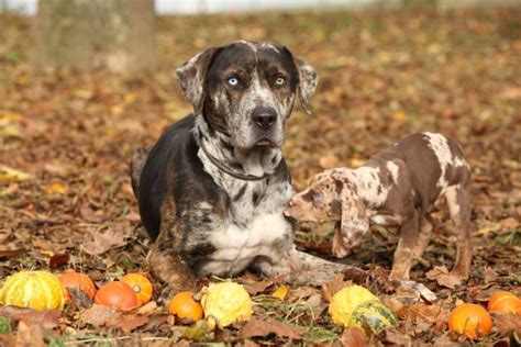 Catahoula Leopard Dog The Official State Dog Of Louisiana K9 Web