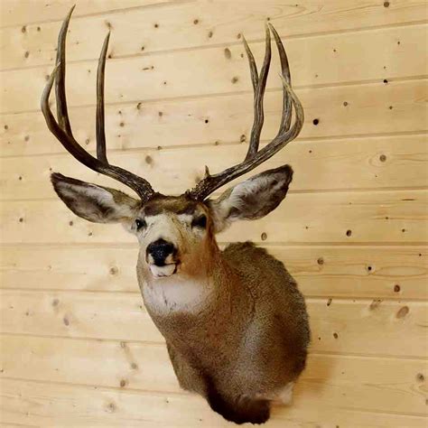 Excellent Point Mule Deer Buck Deer Taxidermy Shoulder Mount Sw10976